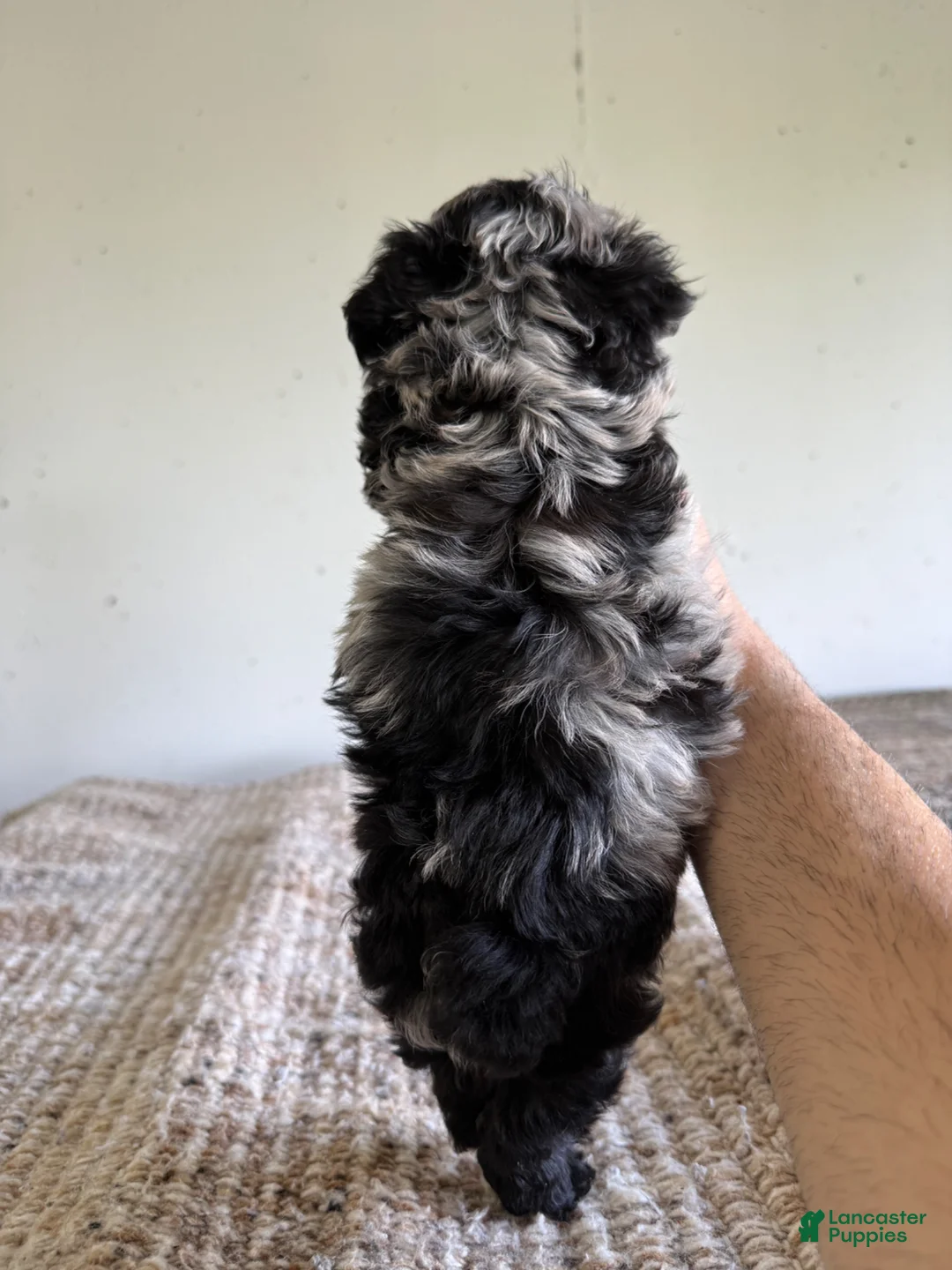 Maltipoo dogs for sale: Patterson - Ad 2