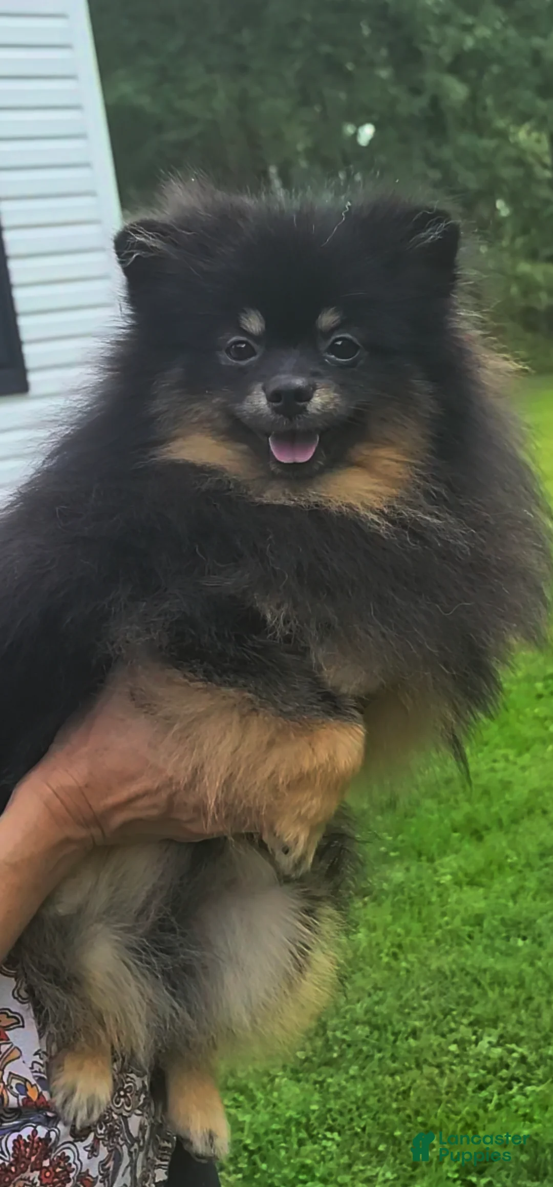 Pomeranian dogs for sale: Oscar - Ad 2