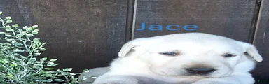 Jace Labrador Retriever 1