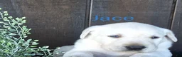Labrador Retriever dogs for sale: Jace Labrador Retriever 1 - Ad 1