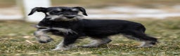 Miniature Schnauzer dogs for sale: Yelene - Ad 4