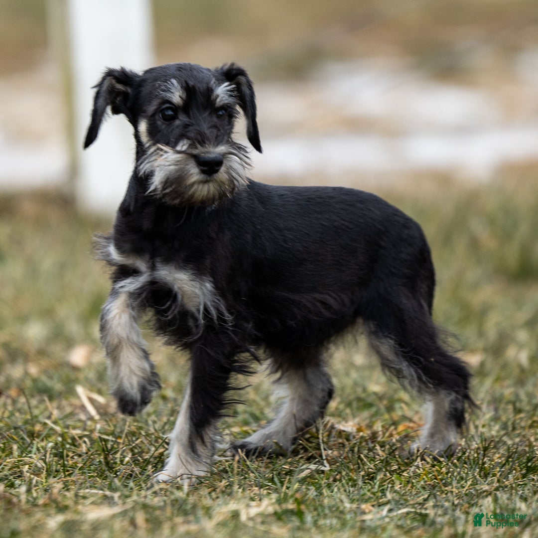 Miniature Schnauzer dogs for sale: Yelene - Ad 4