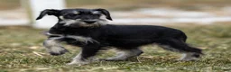 Miniature Schnauzer dogs for sale: Yelene - Ad 4