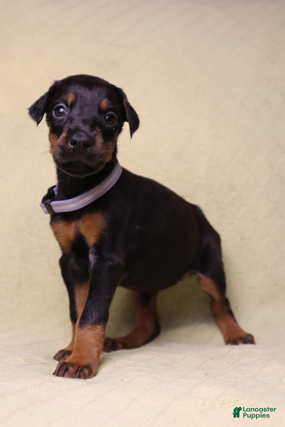 Doberman Pinscher dogs for sale: Bella - Ad 3