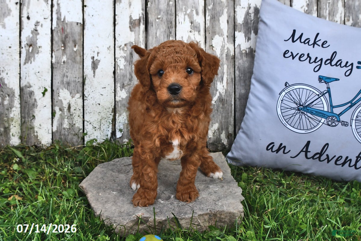 Goldendoodle dogs Chad - Ad 2