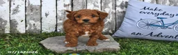 Goldendoodle dogs for sale: Chad - Ad 2