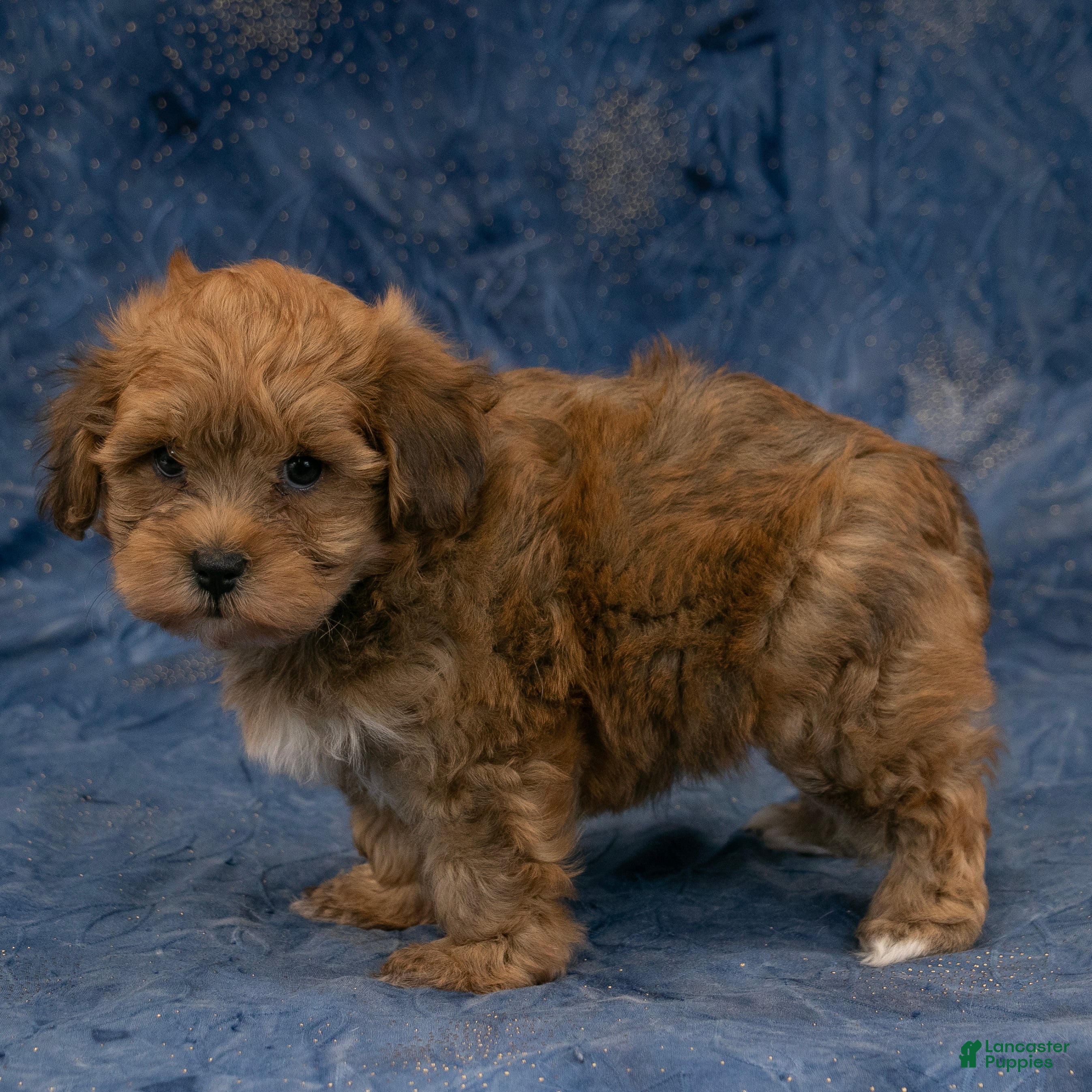 Havapoo dogs Rusty - Ad 2