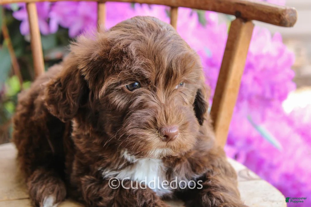 Mixed Breed dogs for sale: Earth - Ad 2
