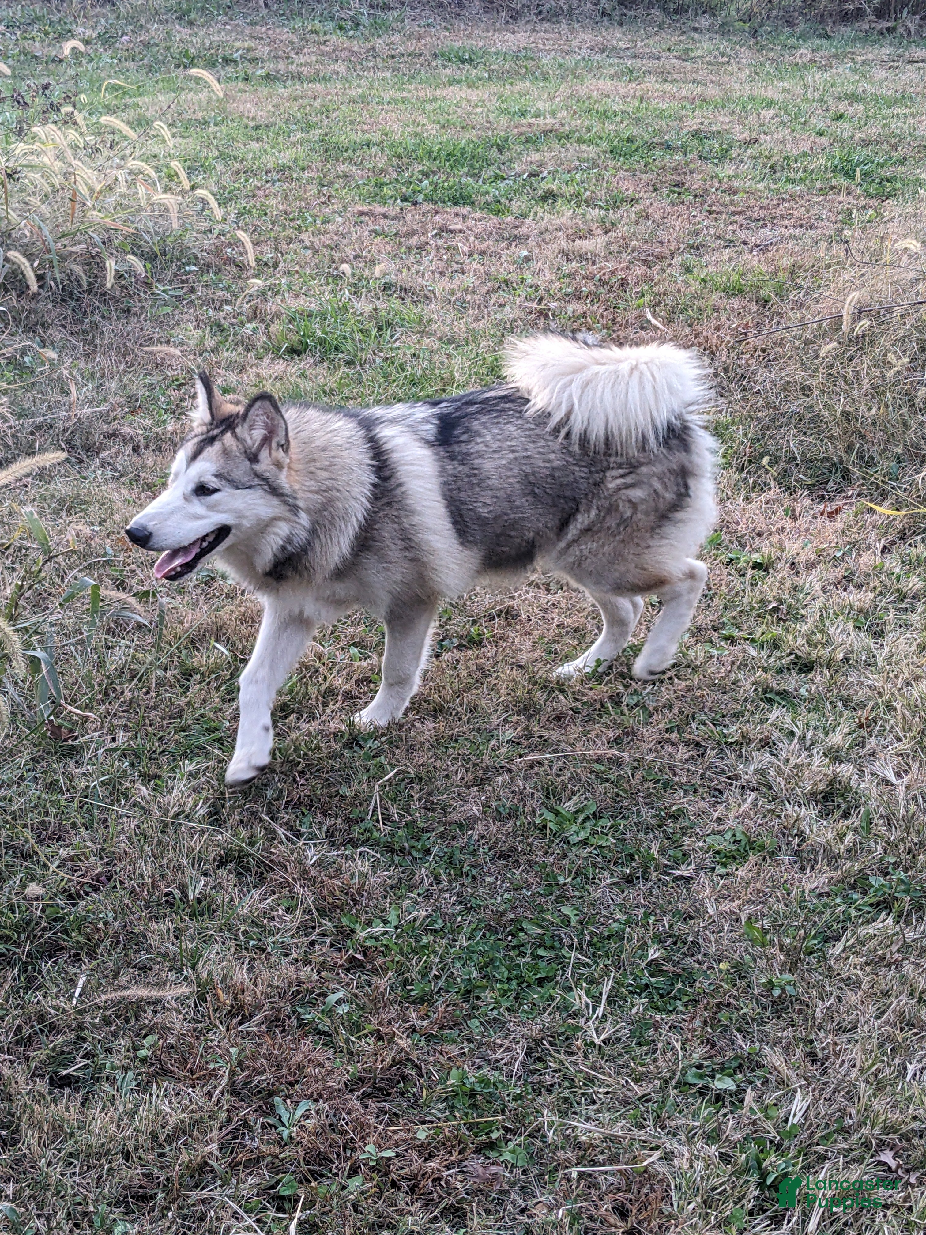 Alaskan Malamute dogs Leia - Ad 1