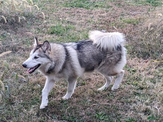 Alaskan Malamute dogs Leia - Ad 33