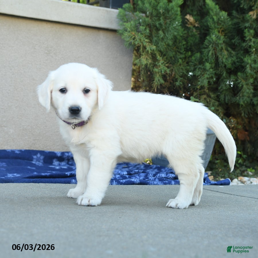Golden Retriever dogs for sale: Fable - Ad 5