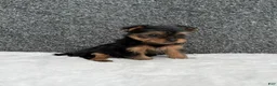 Yorkshire Terrier dogs for sale: Cassie - Ad 9