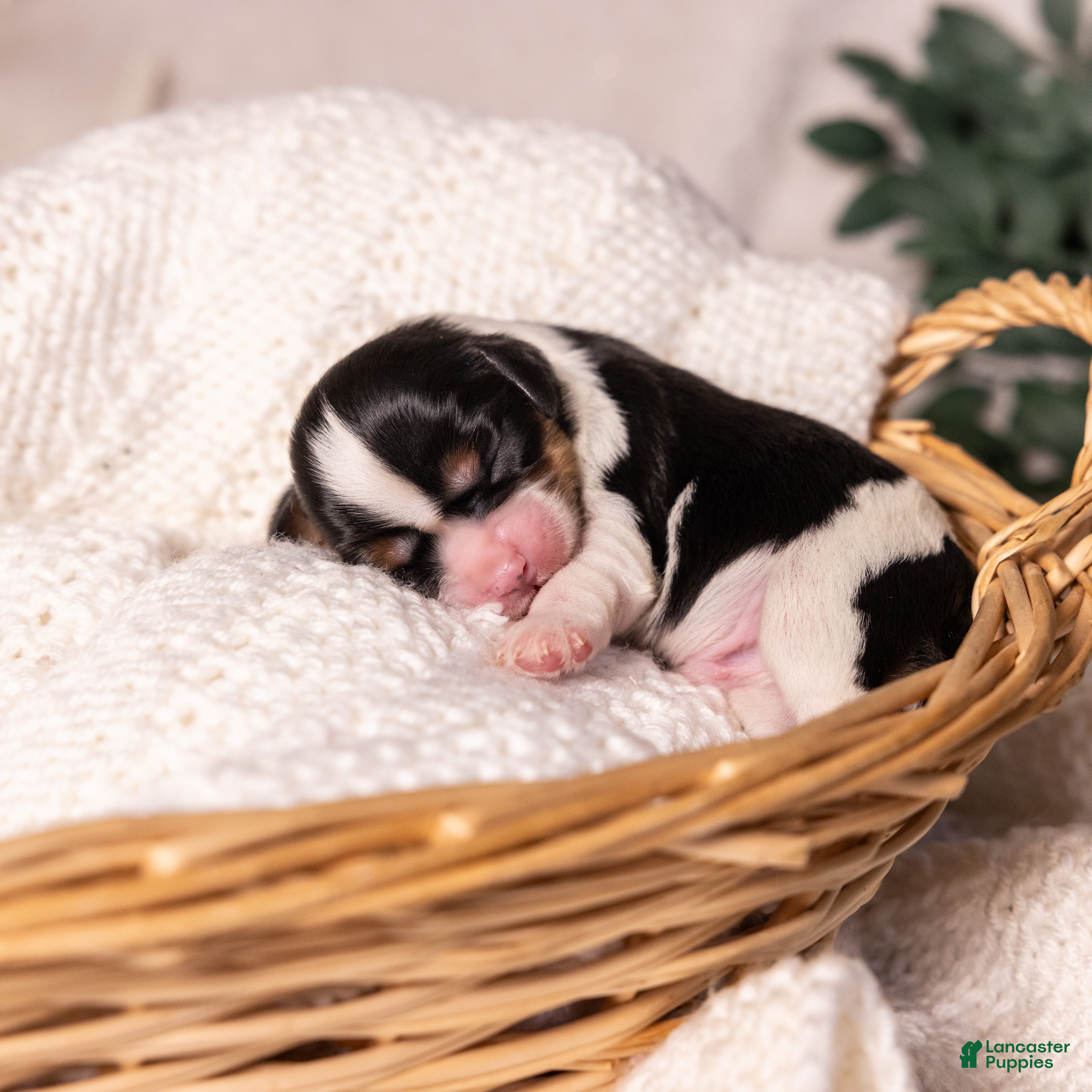 Cavalier King Charles Spaniel dogs Stewart - Ad 1