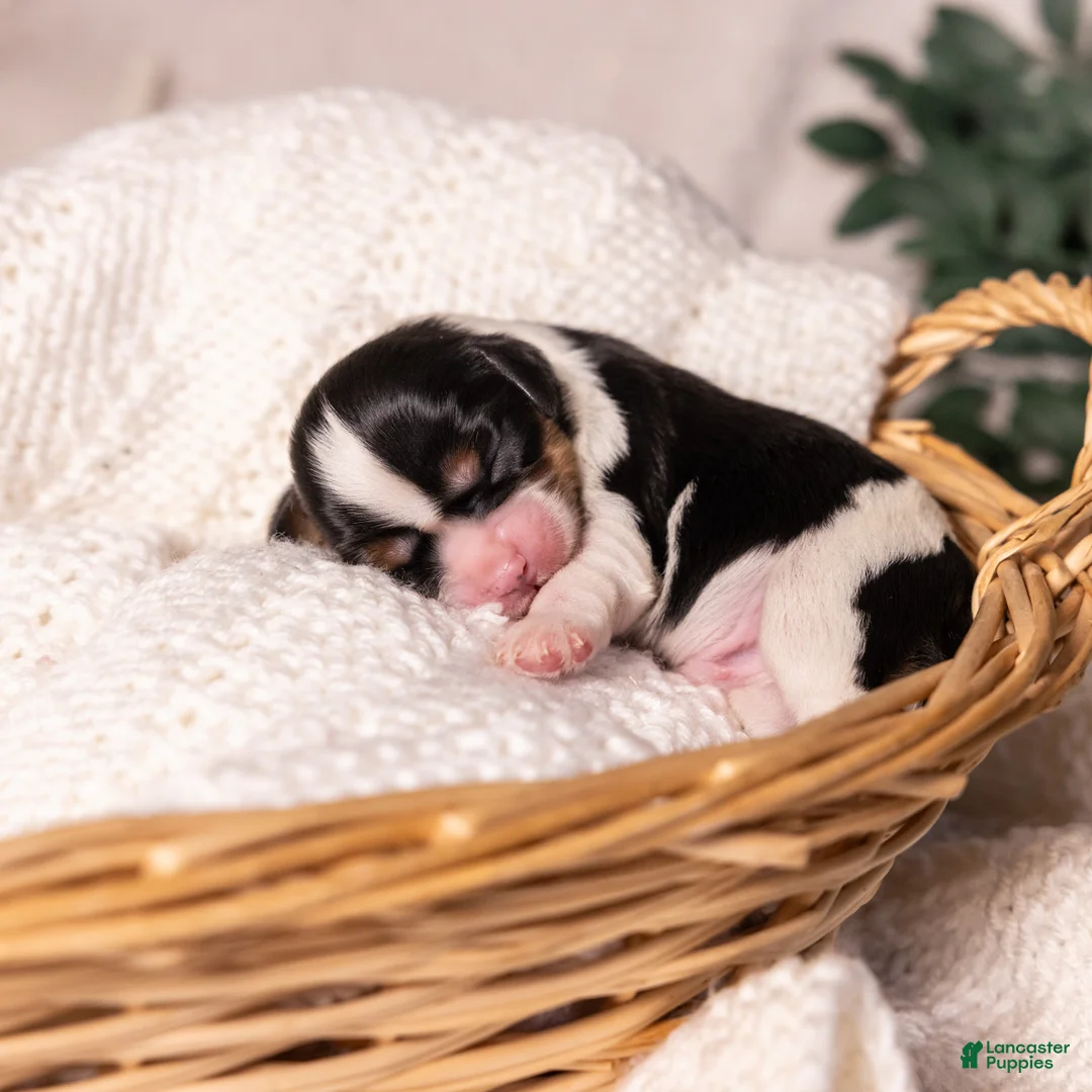 Cavalier King Charles Spaniel dogs for sale: Stewart - Ad 1