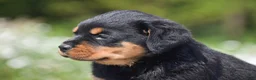 Rottweiler dogs for sale: Raven - Ad 3