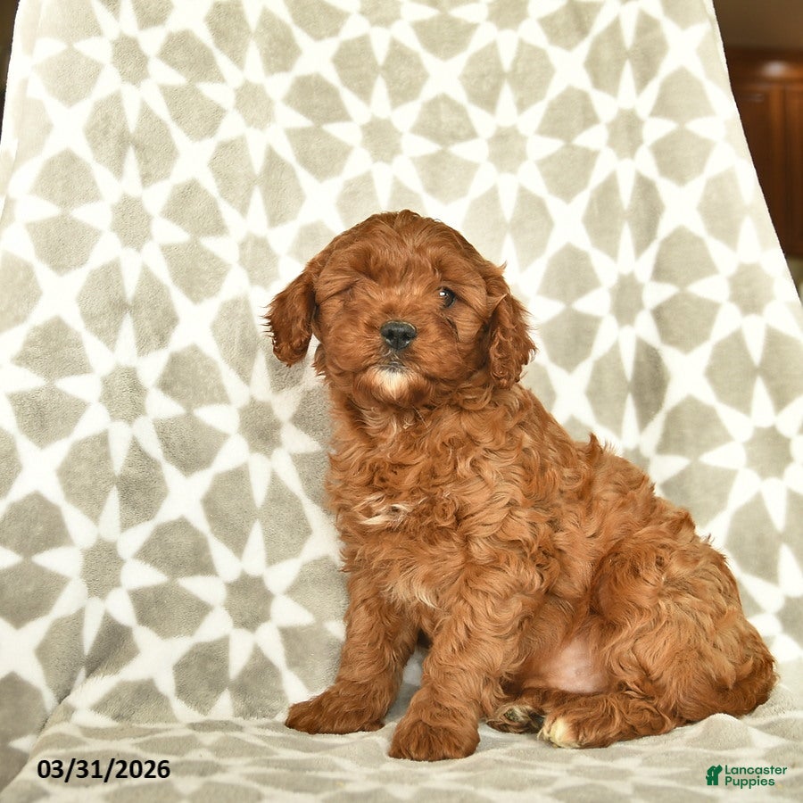 Cavapoo dogs Atticus  - Ad 2