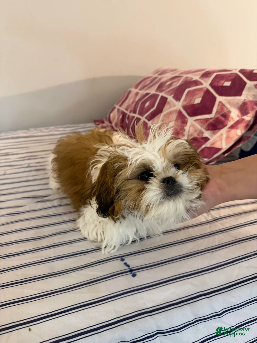 Shih Tzu dogs for sale: Male Shih Tzu Male Shih Tzu Puppy – 4 Months – Ready to Go Home (Watson) - Ad 2