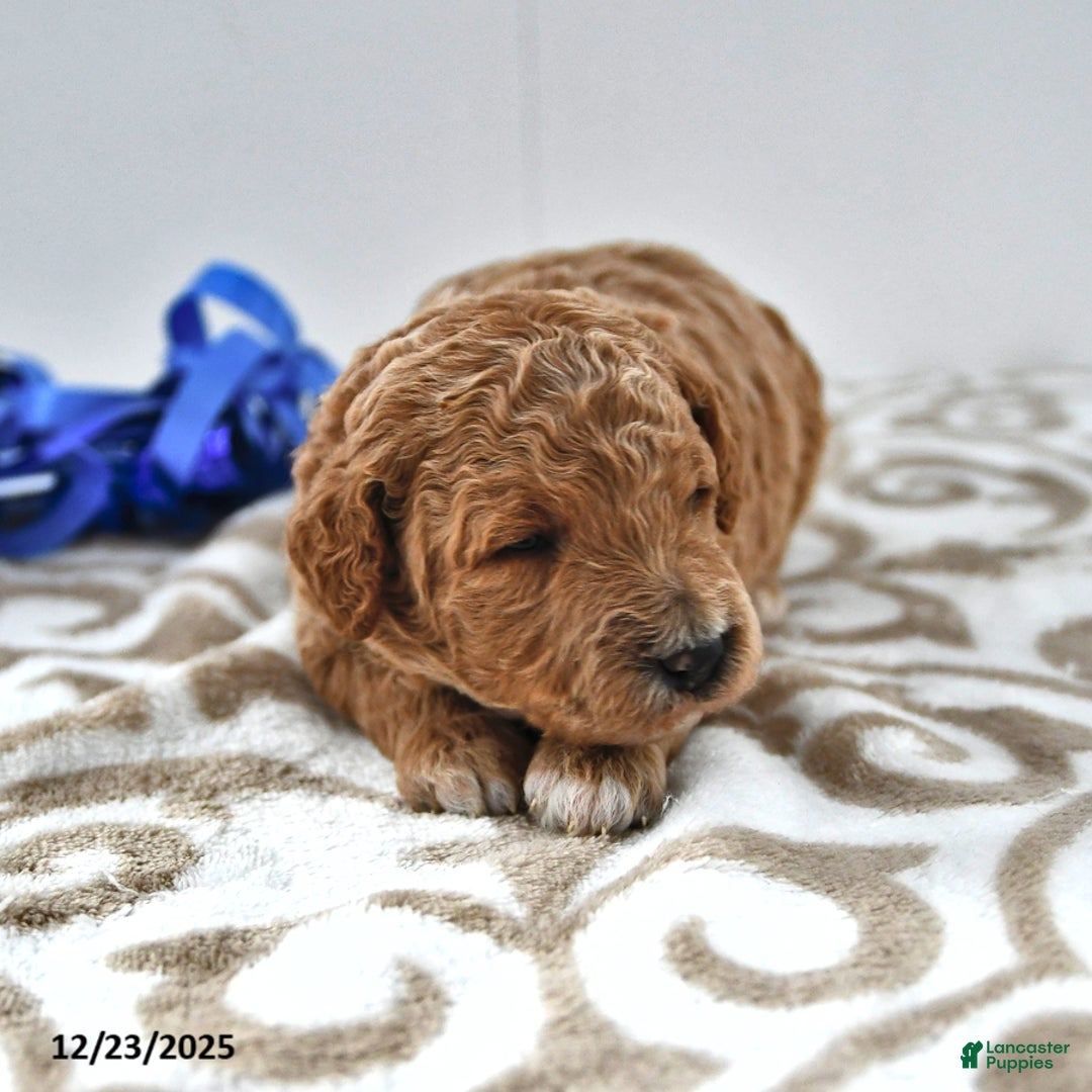 Mini Goldendoodle dogs for sale: Oscar - Ad 7