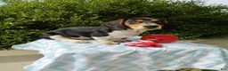 Miniature Dachshund dogs for sale: Jaxon - Ad 4