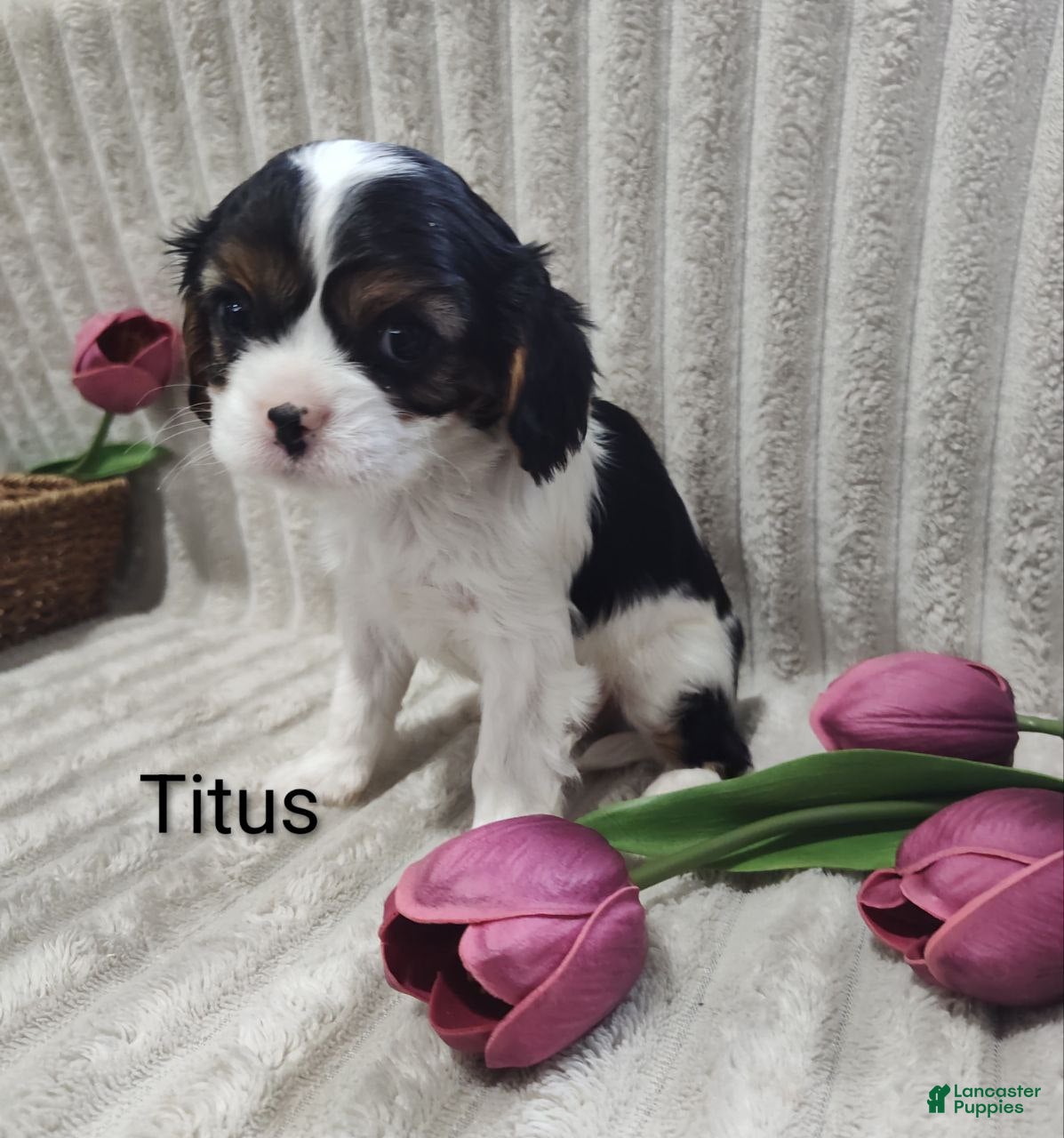 Cavalier King Charles Spaniel dogs Titus  - Ad 2