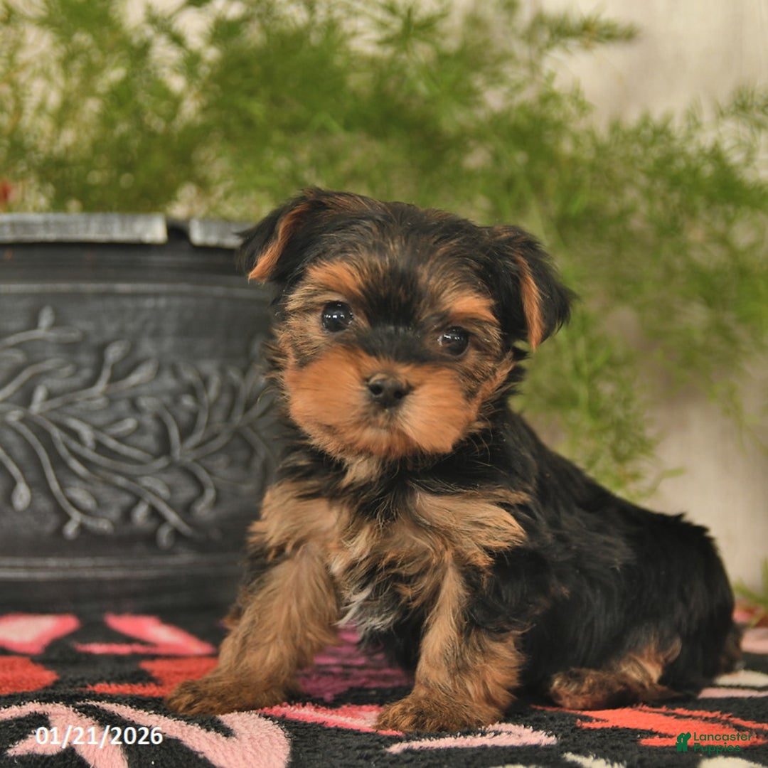 Yorkshire Terrier dogs for sale: Starlight  - Ad 4