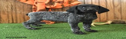 German Shorthaired Pointer dogs for sale: Cuddles - Ad 2