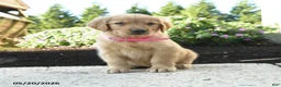 Golden Retriever dogs for sale: Hershey - Ad 4