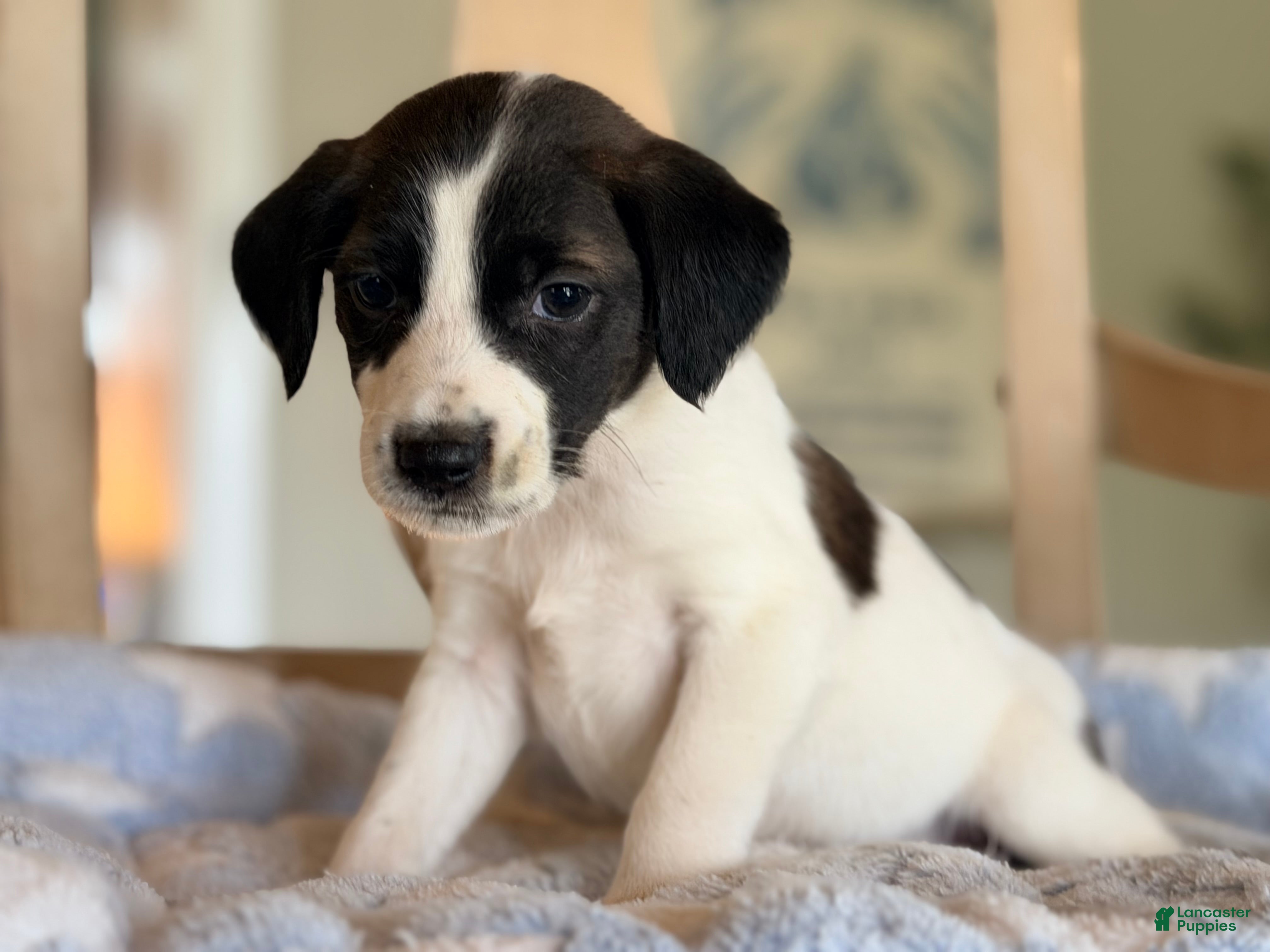 Mixed Breed dogs Hoodle 4  - Ad 6