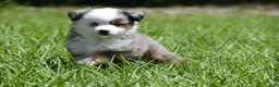 Toy Australian Shepherd dogs for sale: Toy Australian Shepherd Puppy 1 - Ad 5
