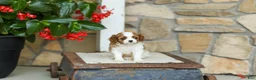 Cavalier King Charles Spaniel dogs for sale: AKC Wendy - Ad 4