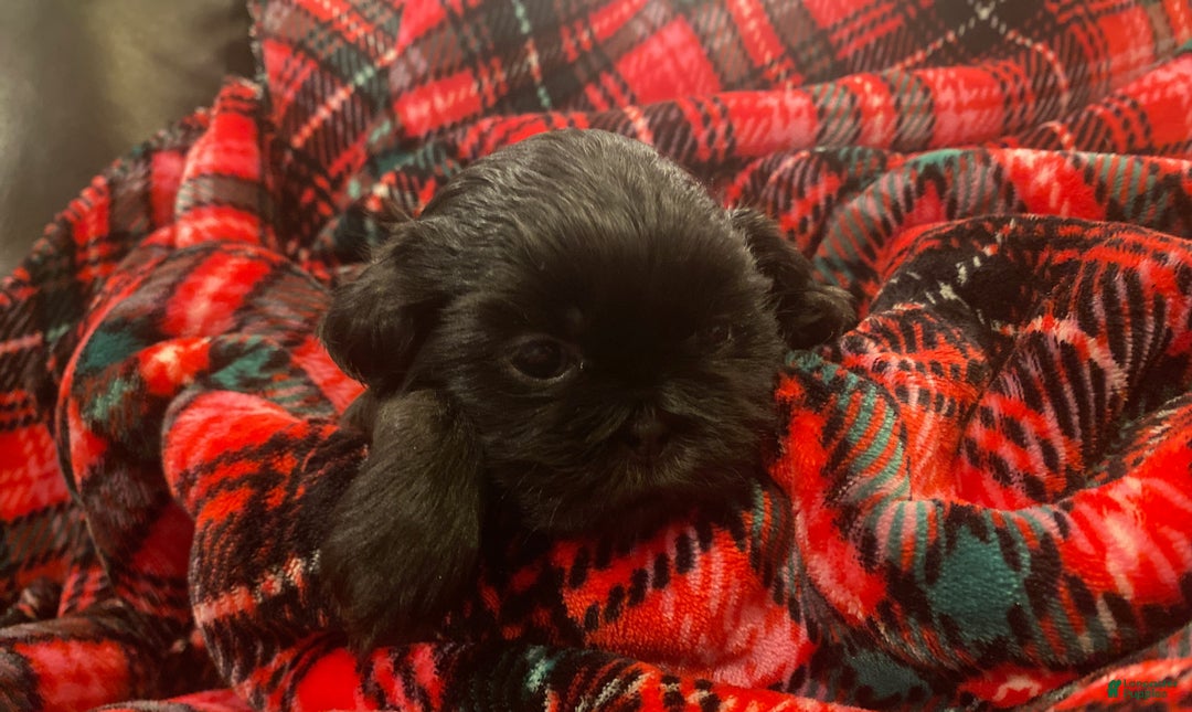 Shih Tzu dogs for sale: MAX, Shih Tzu, Male, 10 weeks, AKC Champion Blood Line - Ad 9