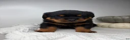 Rottweiler dogs for sale: Jose - Ad 14