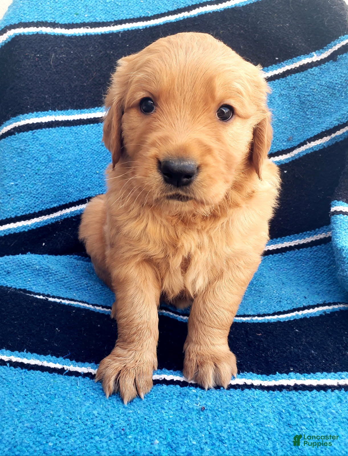 Golden Retriever dogs Cowboy - Ad 4