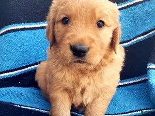 Golden Retriever dogs Cowboy - Ad 4