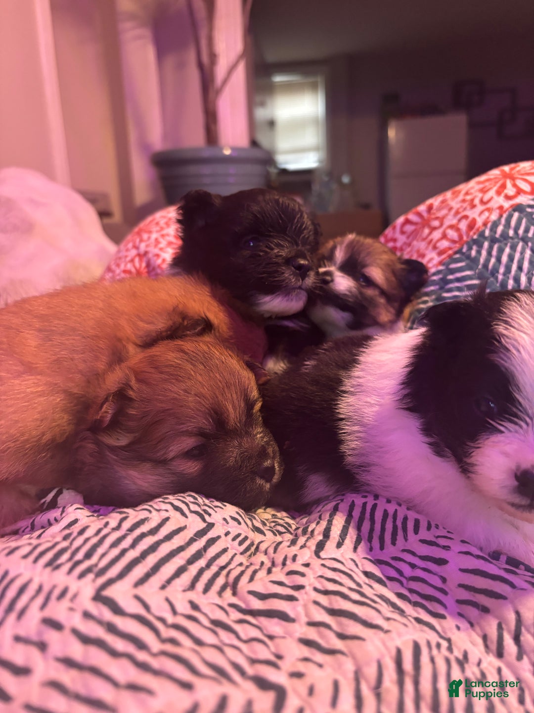 Pomeranian dogs for sale: Sparkles - Ad 12