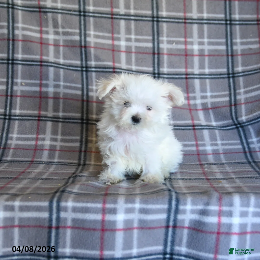 Maltese dogs for sale: Toby - Ad 5
