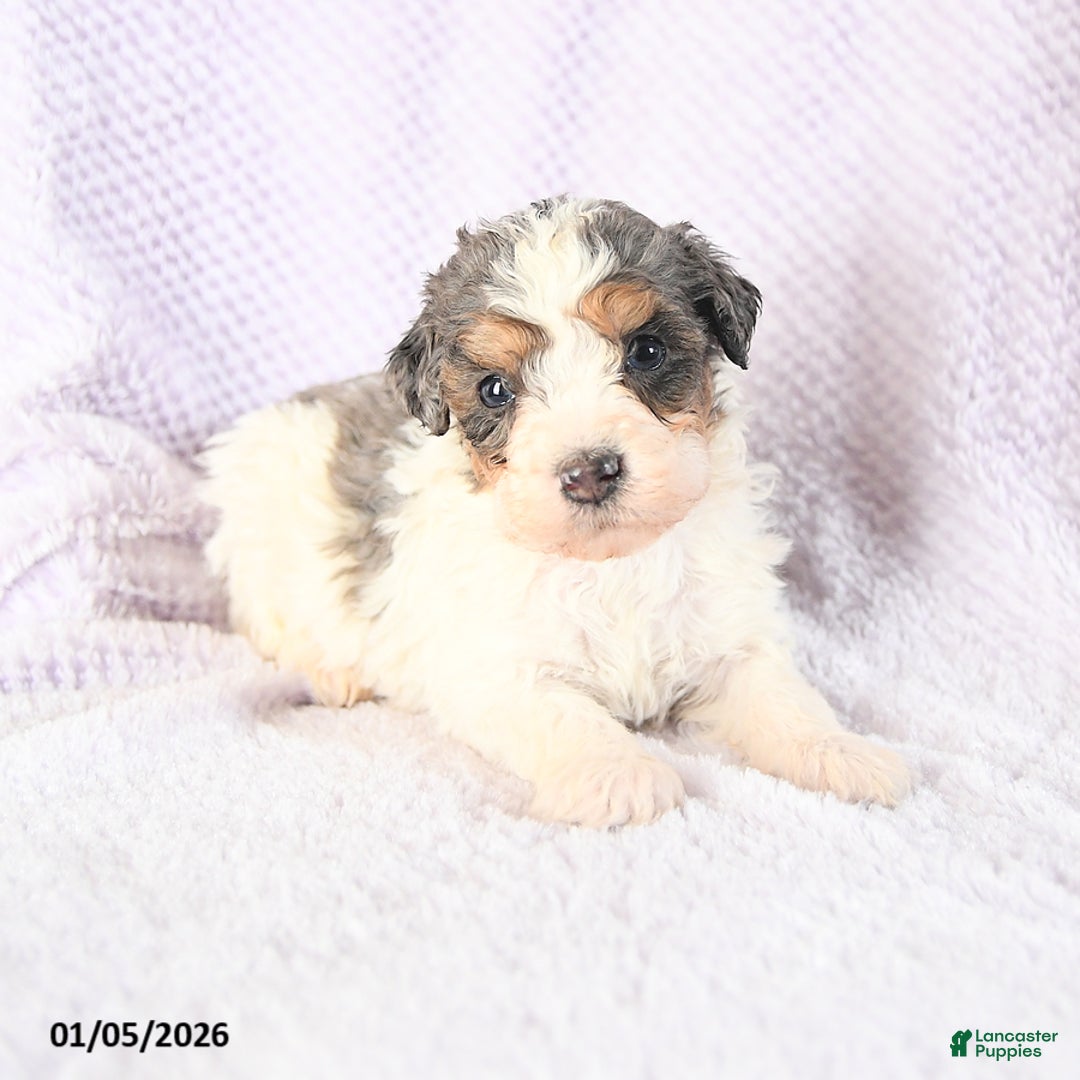 Mini Bernedoodle dogs for sale: Vincent - Ad 3