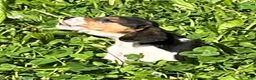 Beagle dogs for sale: Beagle 2 - Ad 5