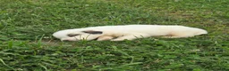 Great Pyrenees dogs for sale: James - Ad 28