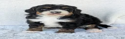 Mini Bernedoodle dogs for sale: Mini Nemo  - Ad 10