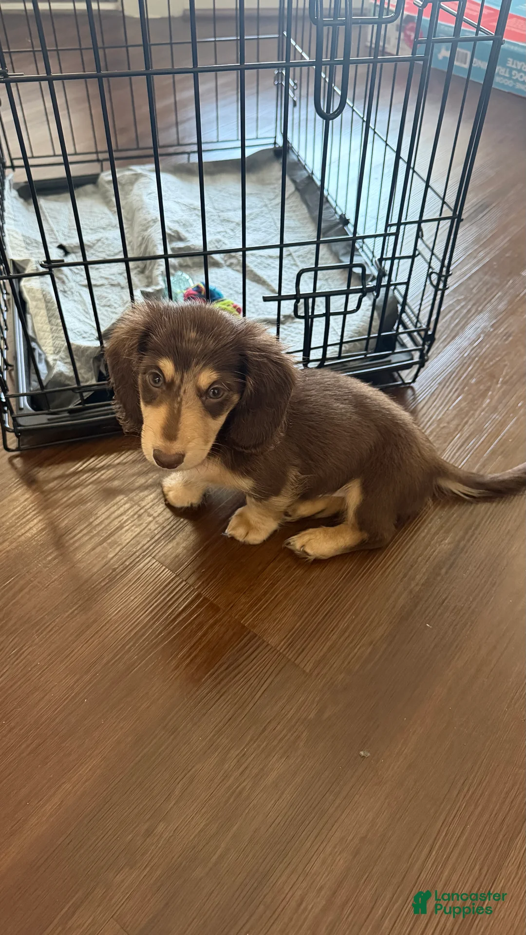 Dachshund dogs for sale: Dachshund 1 - Ad 2