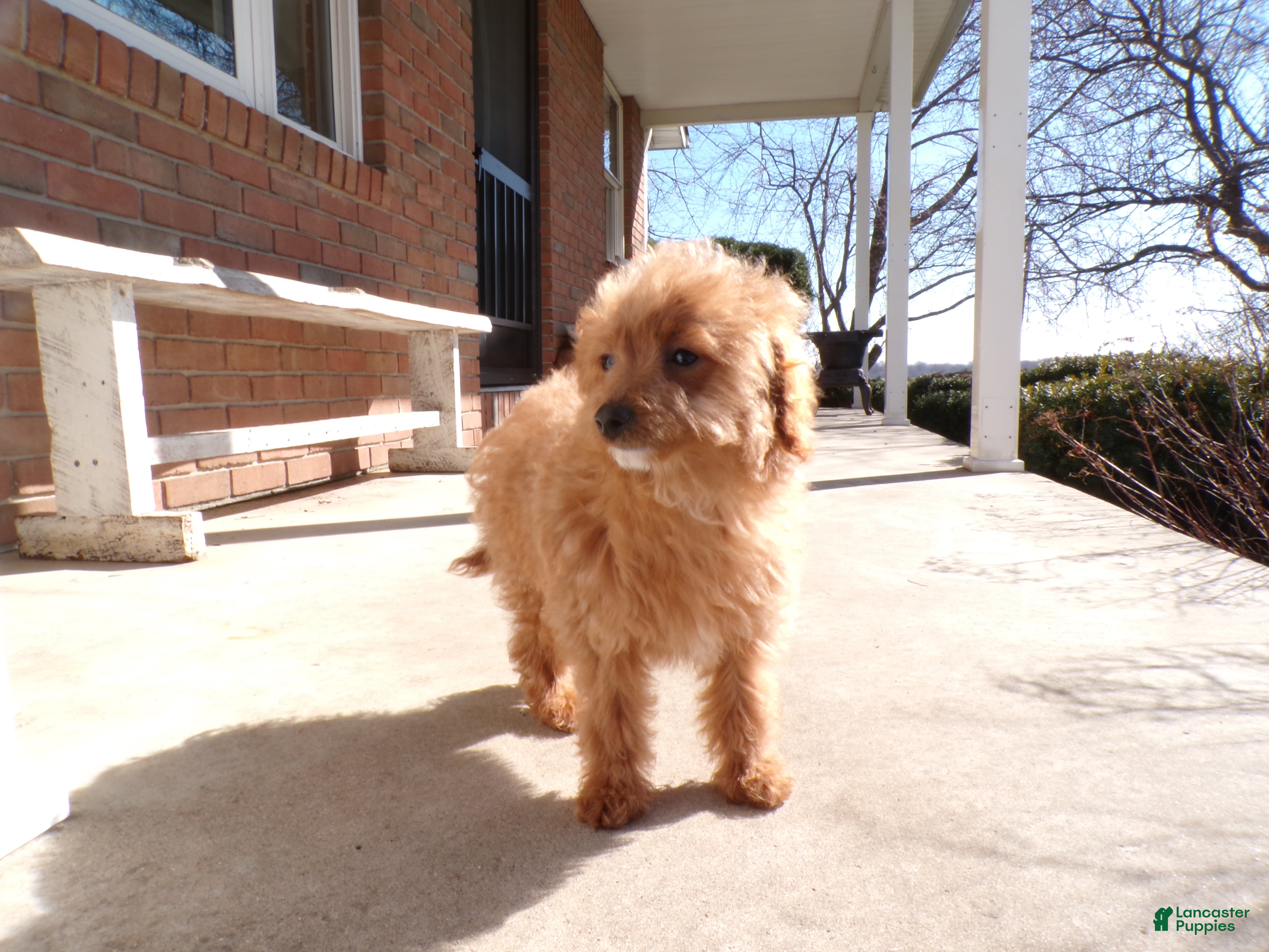 Mini Goldendoodle dogs Bailey - Ad 2