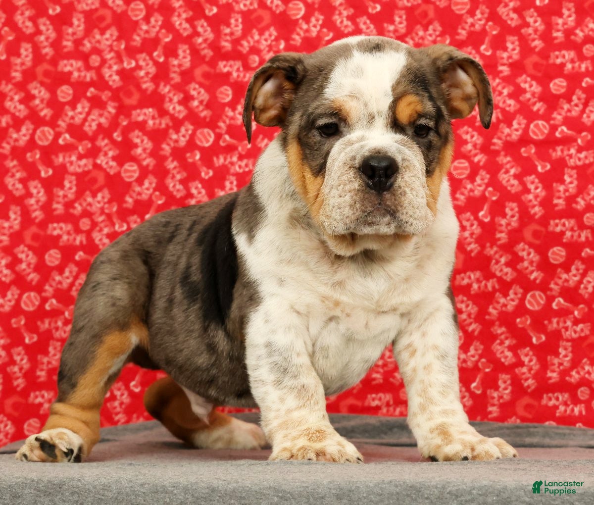 Beabull dogs Zeus - Ad 1