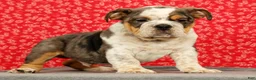 Beabull dogs for sale: Zeus - Ad 1