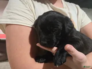 Mixed Breed dogs Truffle - Ad 19