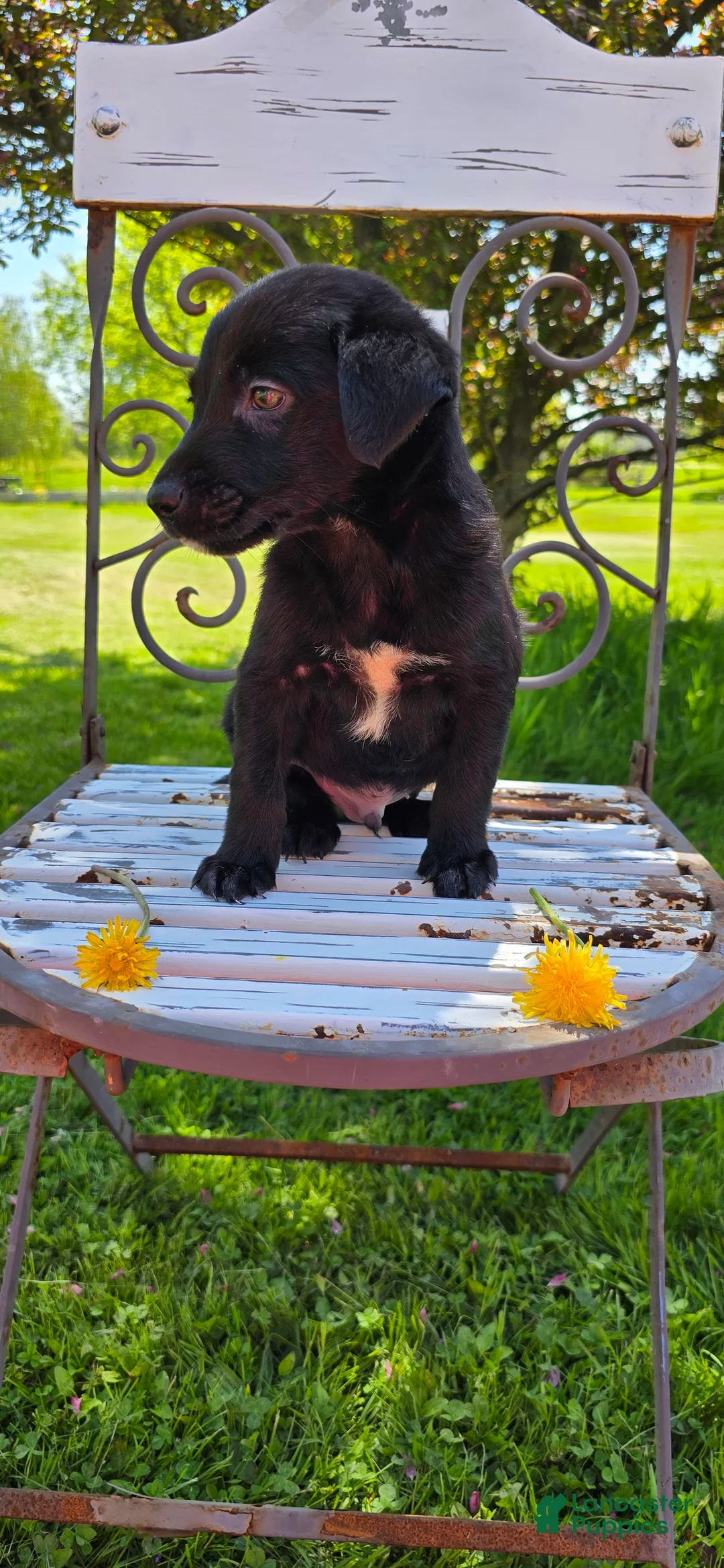 Mixed Breed dogs for sale: Darth - Ad 5