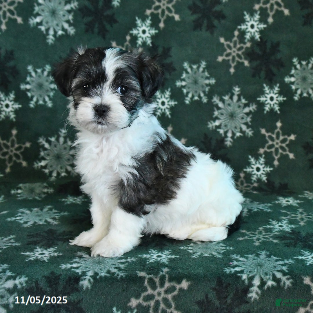 Malshi dogs for sale: Charlie - Ad 1