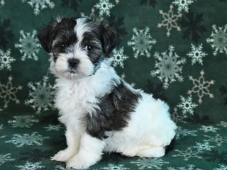 Malshi dogs Charlie - Ad 18