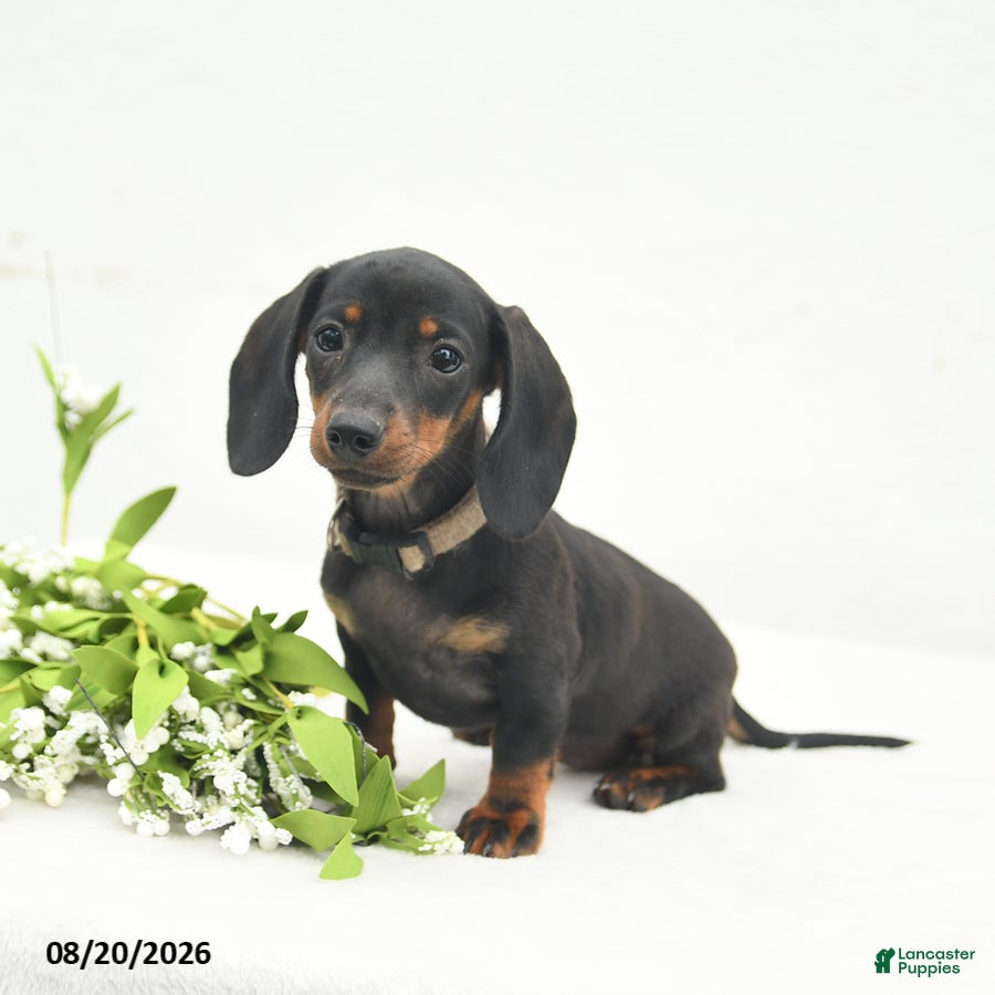 Miniature Dachshund dogs Lucy Lu - Ad 2