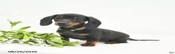 Miniature Dachshund dogs for sale: Lucy Lu - Ad 2